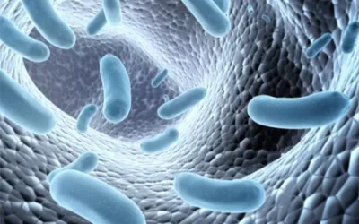 Zdravie začína v črevách: čo sú mikrobiota, probiotiká a prebiotiká?